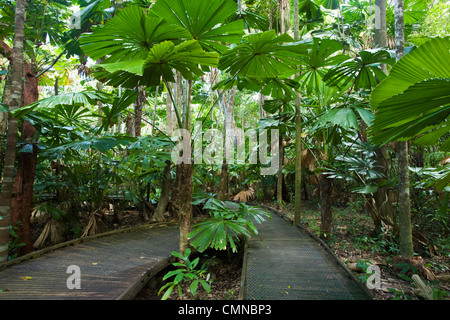 Il Dubuji Boardwalk avvolgimento attraverso licuala foresta di palme. Cape Tribulation, Parco Nazionale Daintree, Queensland, Australia Foto Stock