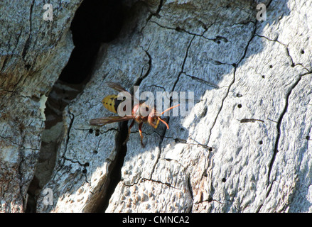 Wasp andando fuori il suo nido in legno morto Foto Stock