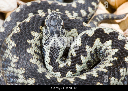 Il sommatore o Northern Viper (Vipera berus). Maschio adulto. Mostra "zig-zag" pattern dorsale- tipica della specie. Foto Stock