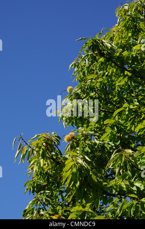 Mature le castagne sulla struttura della foresta, Igualeja, Serrania de Ronda, provincia di Malaga, Andalusia, Spagna, Europa occidentale. Foto Stock