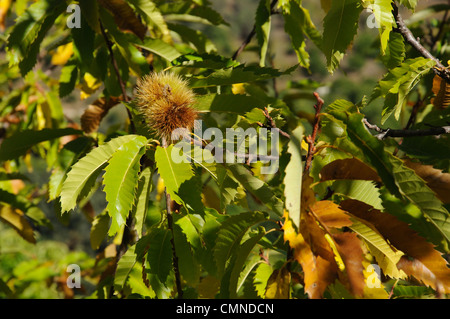 Mature le castagne sulla struttura della foresta, Igualeja, Serrania de Ronda, provincia di Malaga, Andalusia, Spagna, Europa occidentale. Foto Stock