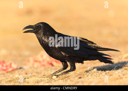 Corvo Imperiale (Corvus corax) nella parte anteriore della carne al tramonto. Pirenei. Lleida. La Catalogna. Spagna. Foto Stock