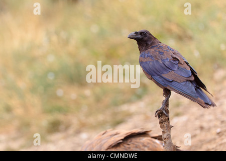 Corvo imperiale Corvus corax appollaiato su un palo. Pirenei. Lleida. La Catalogna. Spagna. Foto Stock