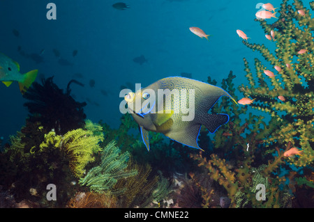 Il semicerchio angelfish, Indonesia, Indo-Pacifico. Foto Stock