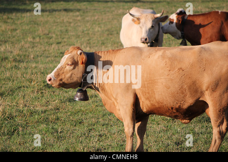Un colore marrone chiaro mucca indossando un bell e ignorando i pettegolezzi delle altre vacche dietro Foto Stock