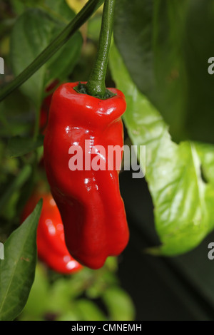 Il peperoncino appeso su una linea per asciugare Foto Stock