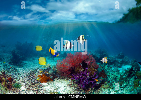 Moorish Idols, Blu-cinto angelfish e butterflyfish retinato. Foto Stock