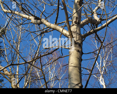 Alberi di pioppo in primavera / Pappeln im Frühling Foto Stock