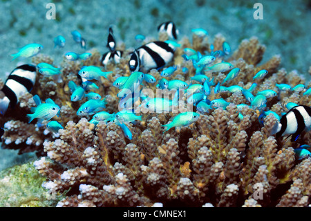 Blu-verde e chromis culbianco dascyllus rifugiandosi nella Acropora coral, Indonesia.