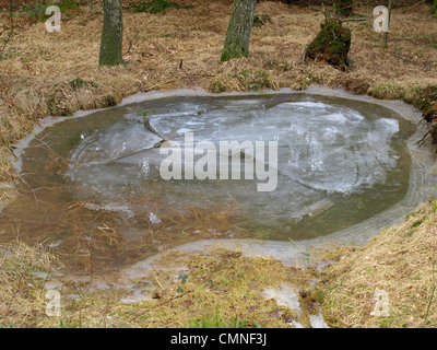 Smerigliati piccolo lago in legno / gefrorener, kleiner vedere im Wald Foto Stock