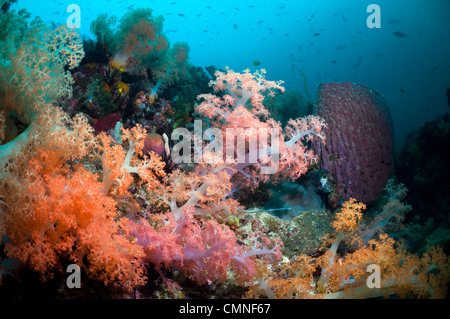 I coralli morbidi e spugna canna sulla barriera corallina. Rinca, Parco Nazionale di Komodo, Indonesia. Foto Stock