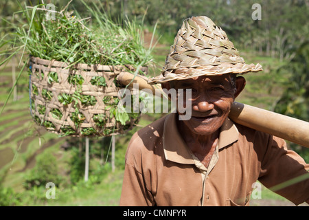 Riso balinesi agricoltore ritratto, Bali, Indonesia. Foto Stock