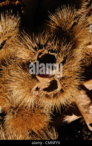 Mature le castagne nei loro baccelli, Igualeja, Serrania de Ronda, provincia di Malaga, Andalusia, Spagna, Europa occidentale. Foto Stock