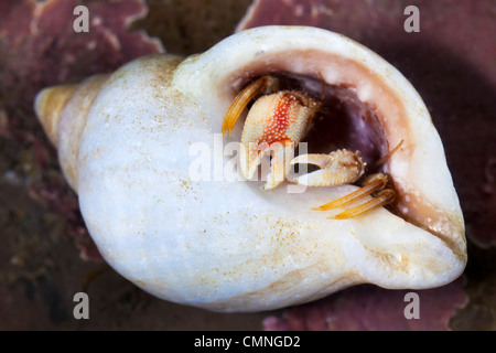 Comune Granchio eremita (Pagurus bernhardus) in un rockpool, ritirarsi nel guscio per la protezione. Isola di Skye. Foto Stock