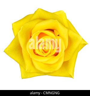 Bellissime Macro di rosa gialla fiore isolato su sfondo bianco Foto Stock
