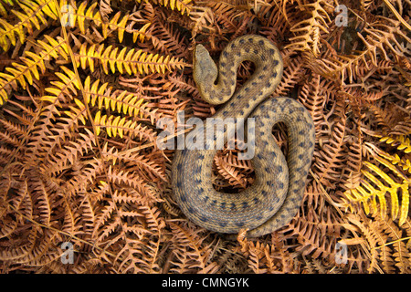 Asp viper femmina (Vipera aspis) tra morti bracken, Midi-Pirenei, Pirenei, Francia. Agosto. Foto Stock