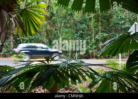 Guida auto sulla strada della foresta pluviale di Daintree National Park, Queensland, Australia Foto Stock