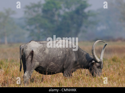 Wild Water buffalo (Bubalus arnee) Foto Stock