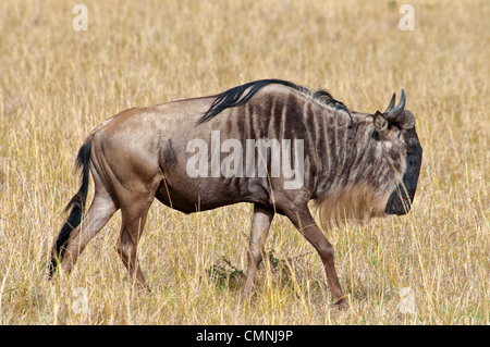 Vista laterale solitaria di gnu, Connochaetes taurinus, il Masai Mara riserva nazionale, Kenya, Africa Foto Stock