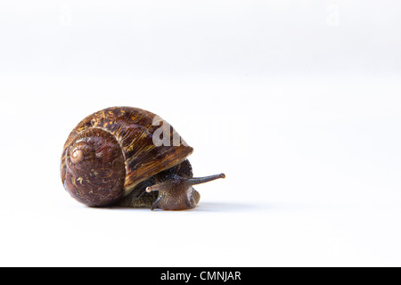 Un comune giardino marrone va a passo di lumaca nel suo guscio a spirale con eye-tentacoli esteso e su uno sfondo bianco. Foto Stock