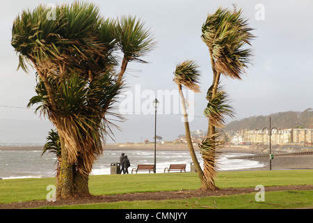 Palme che soffiano in alto vento sulla Largs Promenade nel Nord Ayrshire, Scozia, Regno Unito Foto Stock
