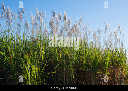 La canna da zucchero campo vicino, Cairns, Queensland, Australia Foto Stock