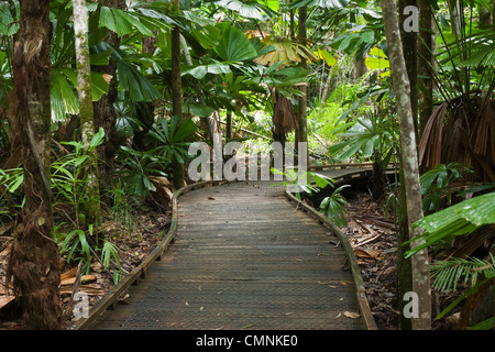 Il Dubuji Boardwalk avvolgimento attraverso licuala foresta di palme. Cape Tribulation, Parco Nazionale Daintree, Queensland, Australia Foto Stock