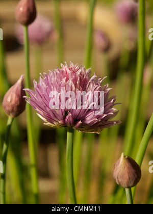 Fiore di erba cipollina e gemme (Allium schoenoprasum) Foto Stock