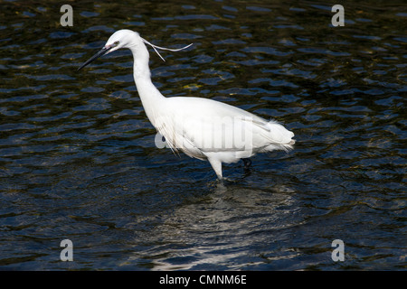 Garzetta rovistando in acque poco profonde a bassa marea Foto Stock