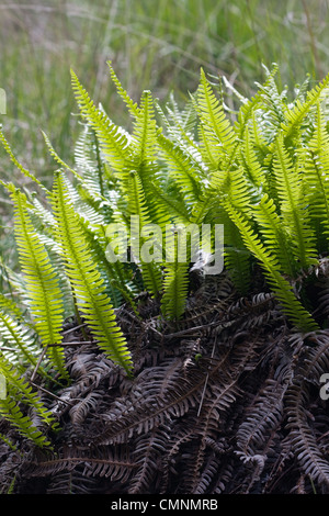 Cerchio di vita: morti e fresche, nuove foglie di Cervo (felce Blechnum spicant) in primavera. Foto Stock