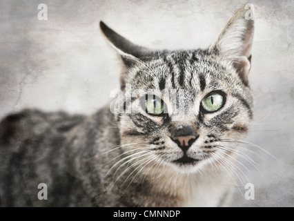 Ritratto di un tabby green-eyed greco gatto randagio Foto Stock