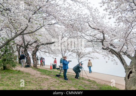 WASHINGTON DC - visitatori e fotografi si riuniscono lungo il percorso del bacino delle maree per vedere i ciliegi in piena fioritura. L'annuale National Cherry Blossom Festival celebra la fioritura di questi alberi in fiore, originariamente un dono del Giappone nel 1912. Foto Stock