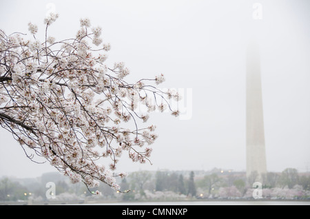 WASHINGTON DC, Stati Uniti - i famosi ciliegi fioriti di Washington DC fioriscono intorno al bacino delle maree in una giornata pesantemente ricoperta. Il Washington Monument si erge sullo sfondo, parzialmente oscurato da nuvole sospese, creando una scena primaverile tranquilla e suggestiva nella capitale della nazione. Foto Stock