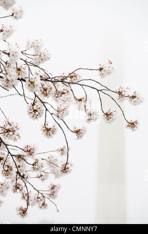 WASHINGTON, DC - i fiori di ciliegia di Yoshino intorno al bacino del Tidal quest'anno celebrano il loro 100th° anniversario della prima piantagione nel 1912. Con l'inverno caldo instagionabilmente, la fioritura di picco è venuto molto presto questo anno. In questa foto scattata il 18 marzo 2012, i fiori sono in fiore di picco. Sullo sfondo, il Foto Stock