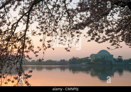 WASHINGTON DC - i fiori di ciliegio Yoshino fanno da cornice a una vista del Jefferson Memorial attraverso il bacino delle maree all'alba. Gli alberi fioriti, originariamente un dono del Giappone nel 1912, fiancheggiano il lungomare e fioriscono ogni prima primavera, con il monumento che si riflette nelle acque calme. Foto Stock