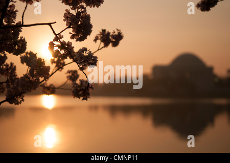 WASHINGTON DC - i fiori di ciliegio Yoshino sono sagomati dal sole nascente lungo il bacino delle maree, con il Jefferson Memorial visibile sullo sfondo. Gli alberi fioriti, che fioriscono ogni primavera, sono stati piantati per la prima volta nel 1912 come dono di amicizia agli Stati Uniti dal Giappone. Foto Stock