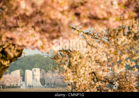 WASHINGTON DC, Stati Uniti - i ciliegi in piena fioritura circondano il Martin Luther King Jr. Monumento commemorativo al bacino delle maree. L'iconica esposizione primaverile coincide con l'annuale Cherry Blossom Festival di Washington, che attira migliaia di visitatori. L'imponente monumento commemorativo onora l'eredità del dottor King come leader del movimento americano per i diritti civili. Foto Stock