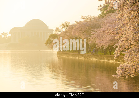 WASHINGTON DC - i fiori di ciliegio Yoshino fioriscono lungo il bacino delle maree, con il Jefferson Memorial visibile sullo sfondo attraverso una foschia illuminata dal sole. Originariamente un regalo dal Giappone nel 1912, gli alberi sono raffigurati qui durante la fioritura del picco del 2012, che si è verificata prima del solito a causa del clima instagionalmente caldo. Foto Stock