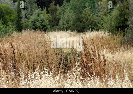 Campo di impianti a secco summertime in una foresta. Messa a fuoco selettiva. Foto Stock