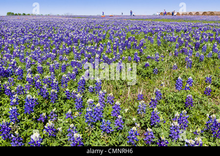 Persone con bambini e carri che scattano foto in un campo di Texas Bluebonnet e balle di fieno sul Texas FM 362 a Whitehall, Texas. Foto Stock