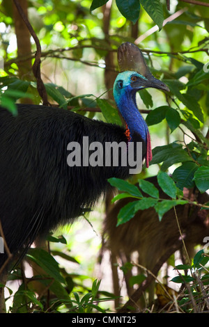 Casuario meridionale (Casuarius casuarius) nella foresta pluviale del Parco Nazionale Daintree, Queensland, Australia Foto Stock