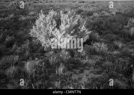 Deserto Saltbush, Outback Australia Foto Stock