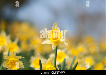 Narciso narcisi su una banca di erba contro un cielo blu. Inghilterra Foto Stock