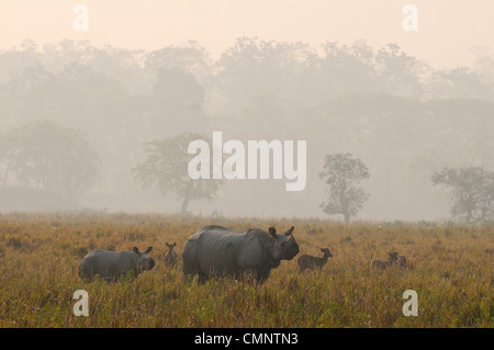 Rhino, il rinoceronte indiano (Rhinoceros unicornis) Foto Stock