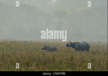 Rhino, il rinoceronte indiano (Rhinoceros unicornis) Foto Stock