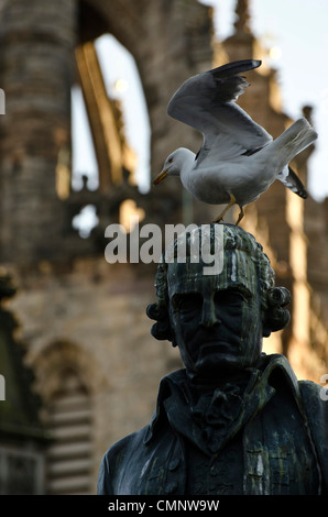 Seagull seduti sulla testa della statua di Adam Smith nel Royal Mile di Edimburgo, Scozia. Foto Stock