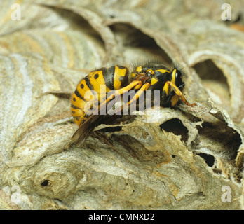 Politica europea comune in materia di wasp (Vespula vulgaris) queen in ibernazione sul suo nido in inverno Foto Stock