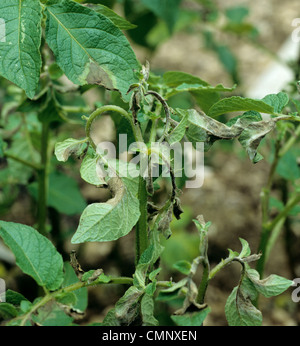 Potato late blight (Phytophthora infestans) sulla pianta di patata punto crescente Foto Stock