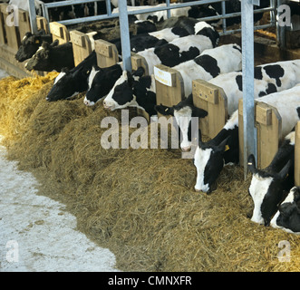 Holstein x il frisone vacche da latte alimentare all'insilato in sistema contrassegnato per la rimozione definitiva Foto Stock