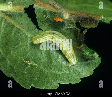 Falena invernale (Operophtera brumata) caterpillar su una foglia di Apple Foto Stock